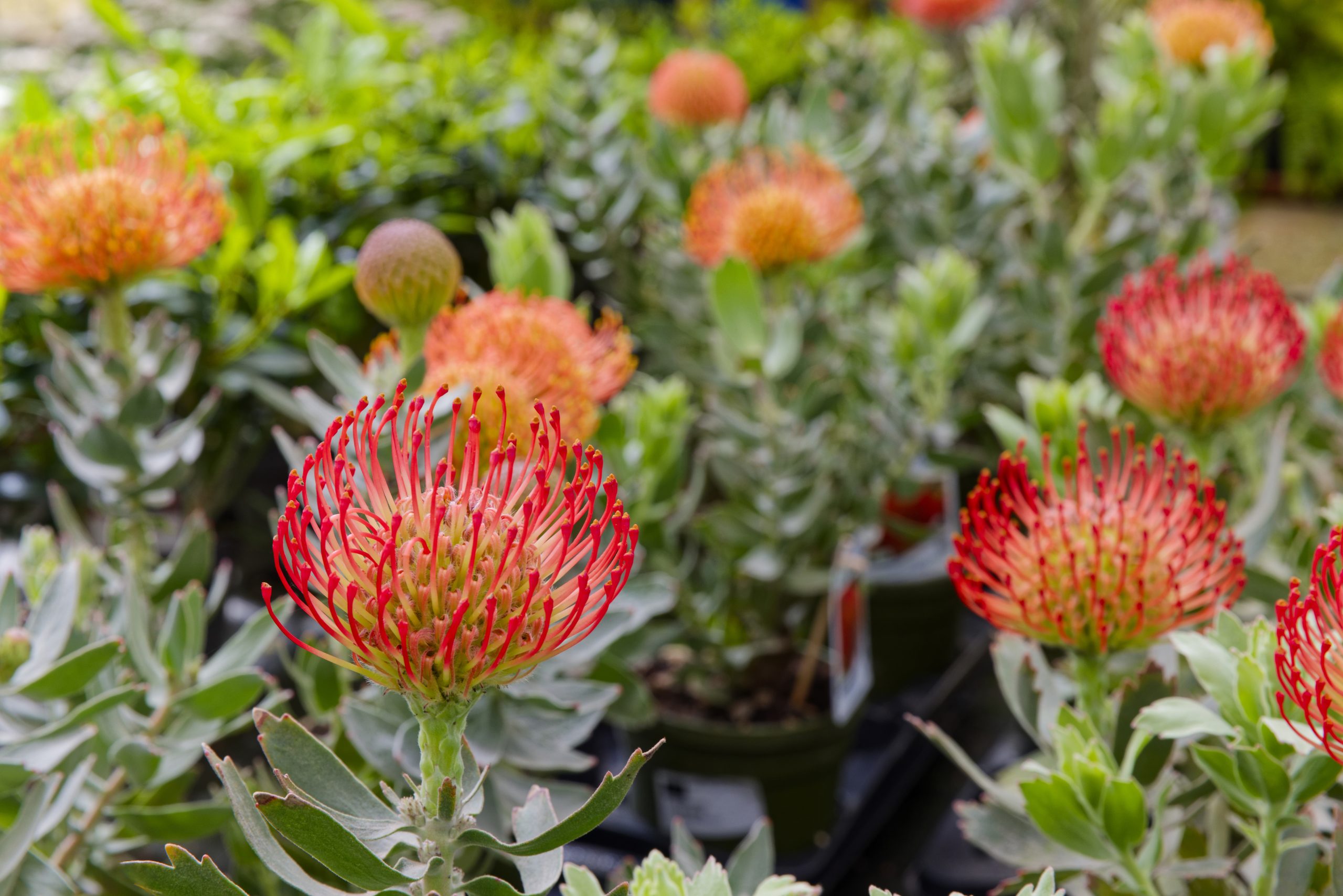 As Nossas Plantas