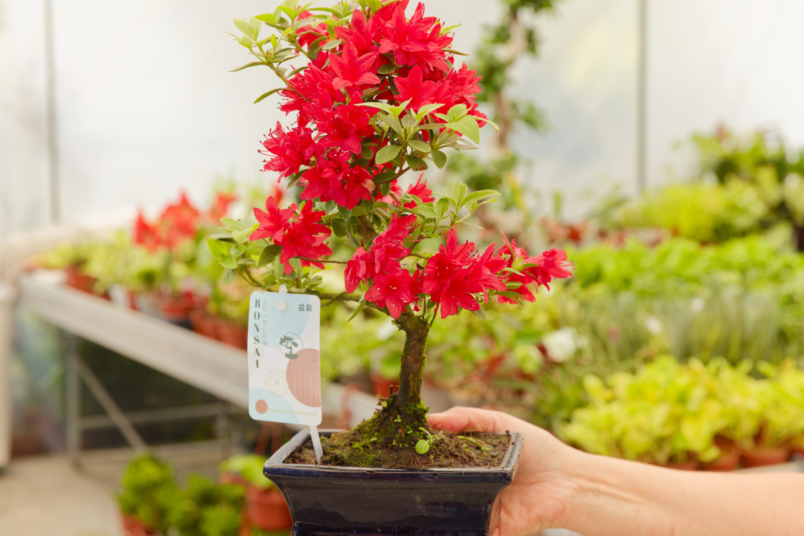 As Nossas Plantas