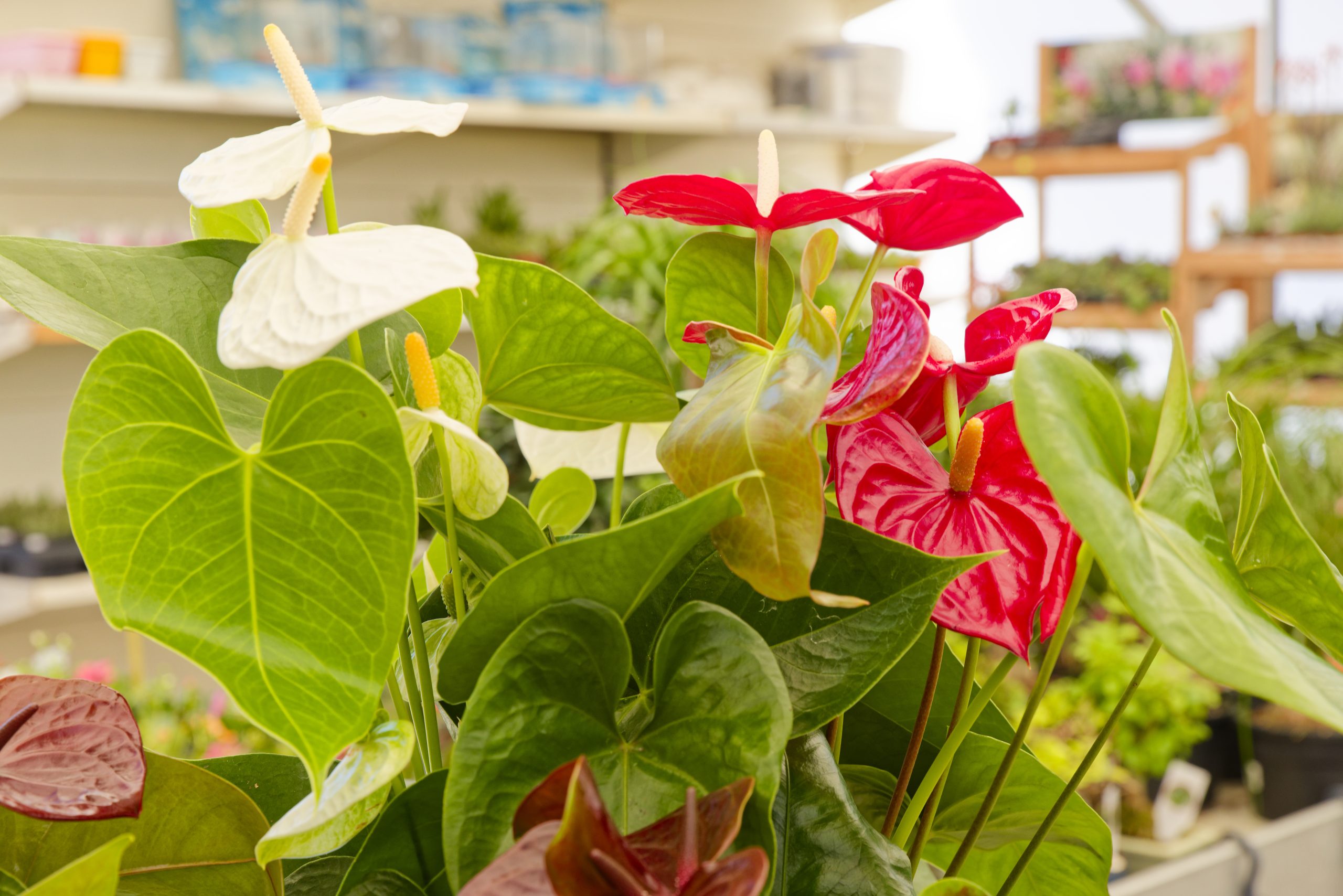 As Nossas Plantas