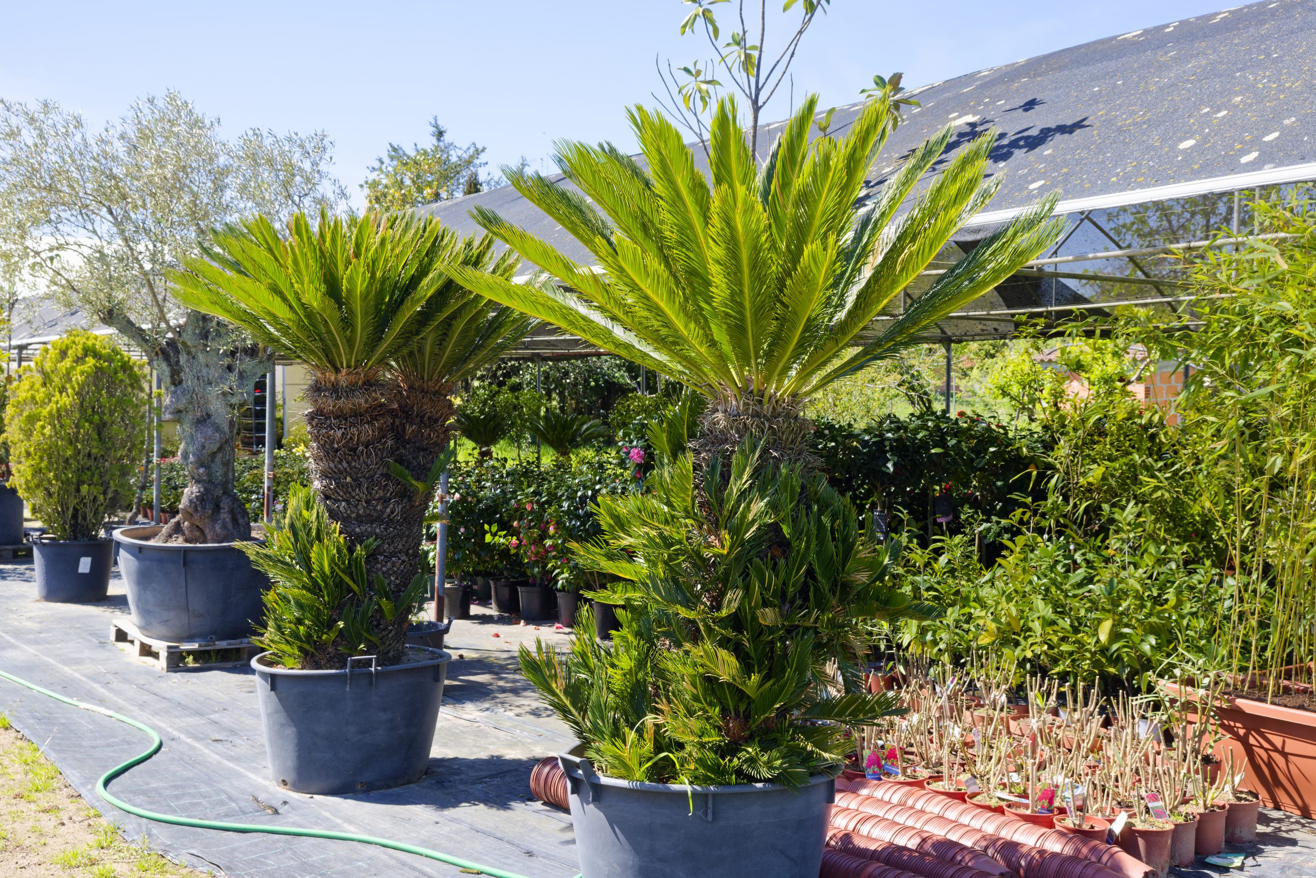 Comercialização de plantas interior e exterior