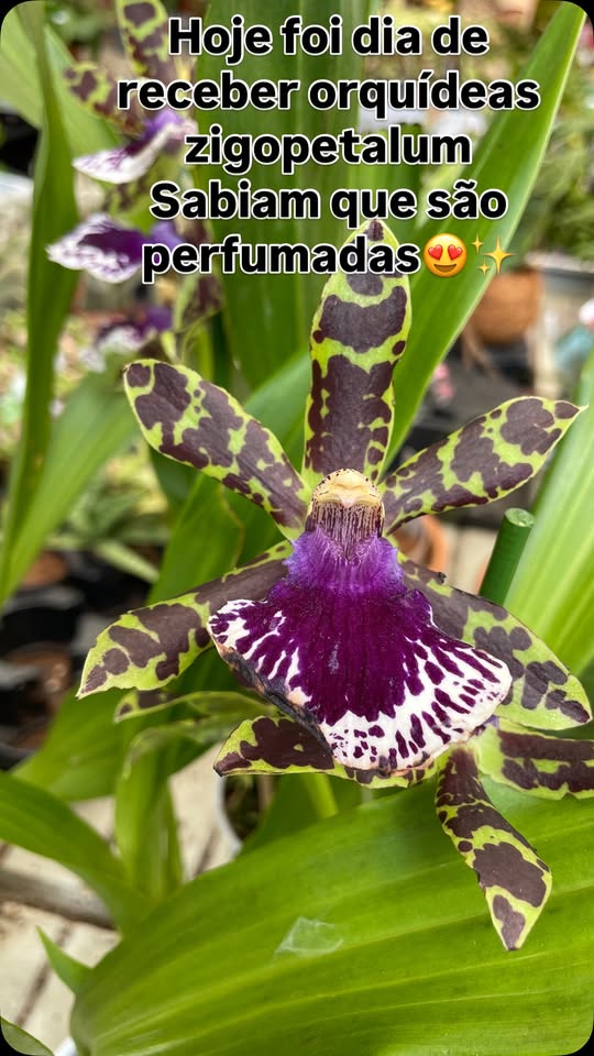 Orquídeas zigopetalum
