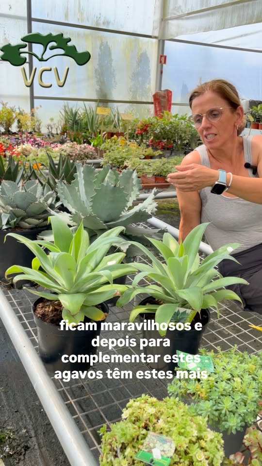 Vamos falar de catos
